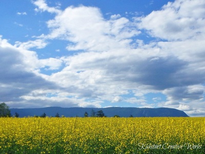 Yellow canola field in Spallumcheen, BC.
